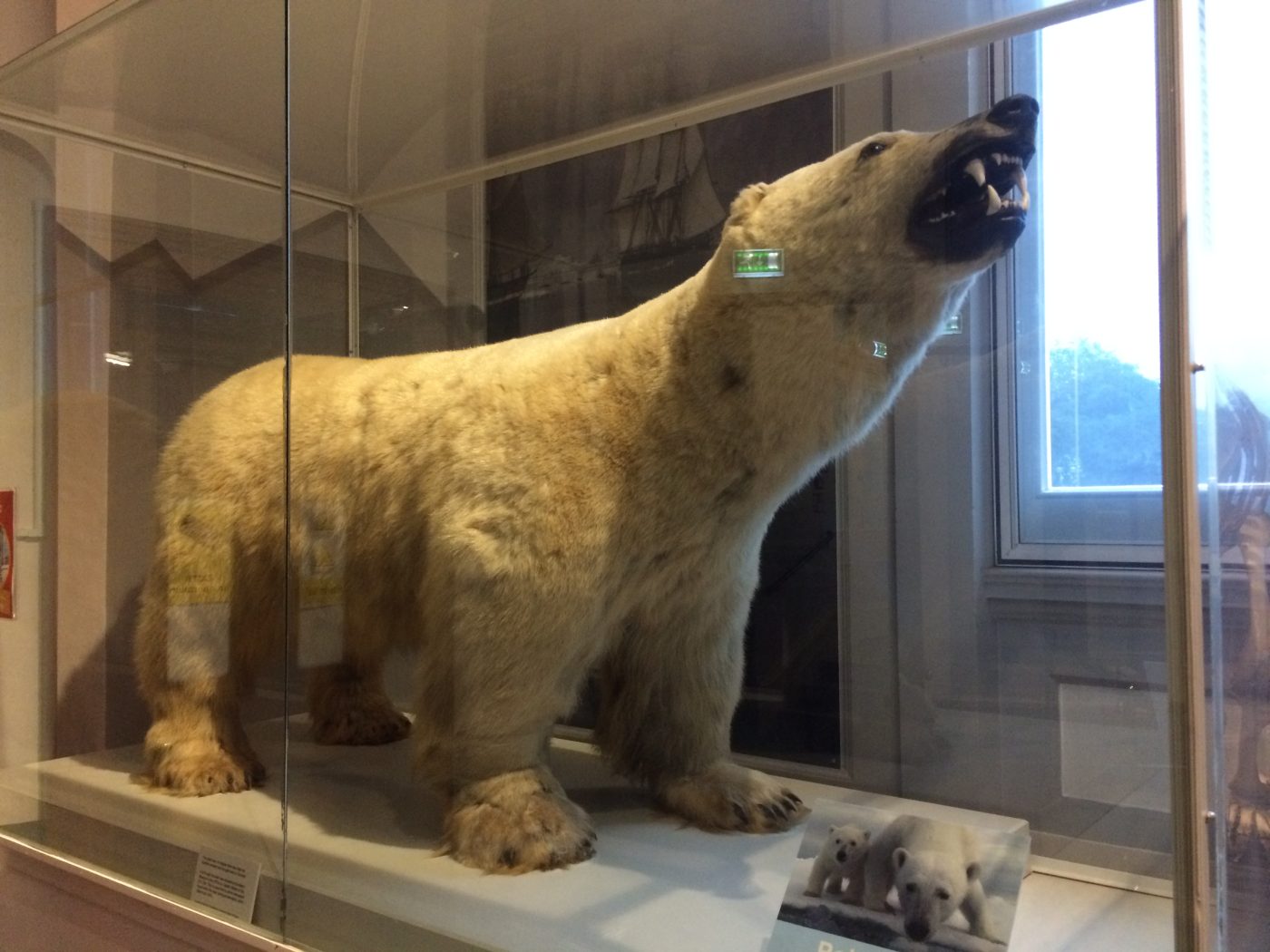 An exhibit at a Hull museum